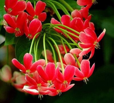 【使君子最有效的驅(qū)蛔藥】純天然驅(qū)蛔藥你知道嗎？