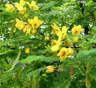 【黃槐與黃花槐有什么不同】有圖有真相！