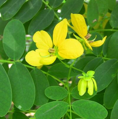 【黃槐與黃花槐有什么不同】有圖有真相！