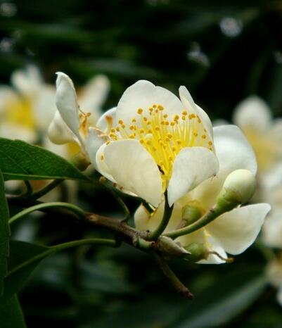 最愛木荷之：木荷有毒嗎？木荷的價值！