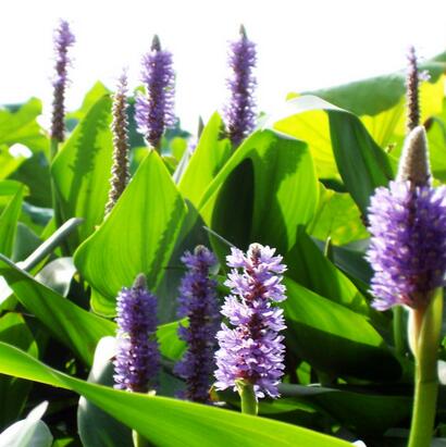 梭魚草越冬應怎樣處理？小編教教你！