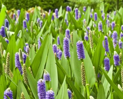 梭魚草越冬應怎樣處理？小編教教你！