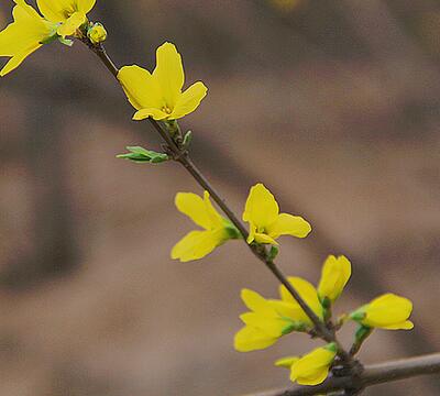 金鐘花與連翹的區(qū)別？圖文對比一看明了！