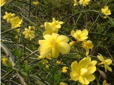 金鐘花與連翹的區(qū)別？圖文對比一看明了！