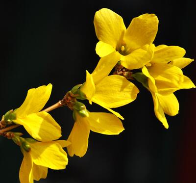 金鐘花與連翹的區(qū)別？圖文對比一看明了！