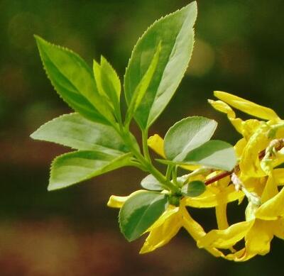 金鐘花與連翹的區(qū)別？圖文對比一看明了！