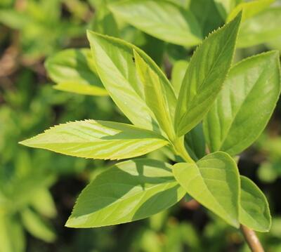 金鐘花與連翹的區(qū)別？圖文對比一看明了！