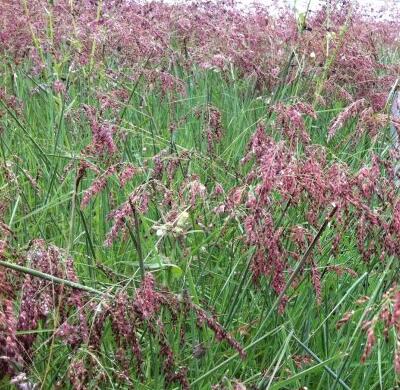 【貓尾草如何種植？】小編摘錄總結