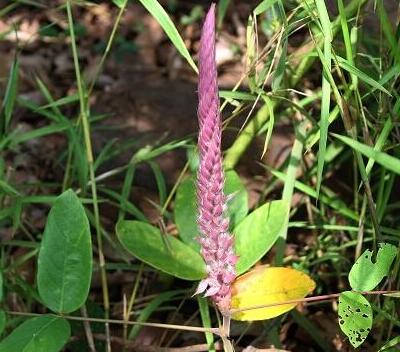 【貓尾草如何種植？】小編摘錄總結