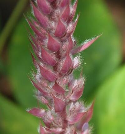 【貓尾草如何種植？】小編摘錄總結