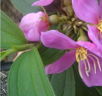 【毛稔和野牡丹的區別】小編給您一一對比