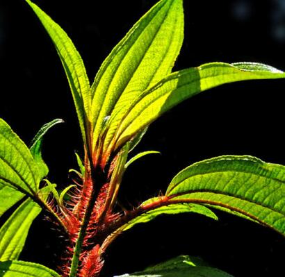 【毛稔和野牡丹的區別】小編給您一一對比