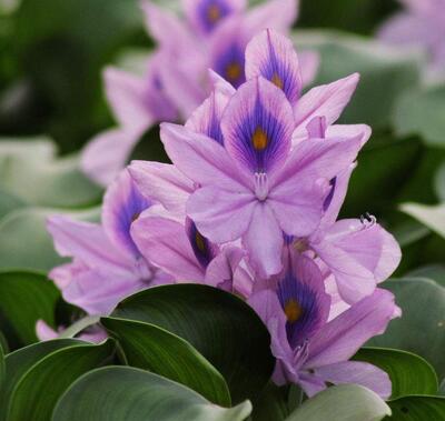 【鳳眼蓮怎么養】小細節你可知道?