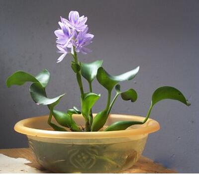 【鳳眼蓮怎么養】小細節你可知道?