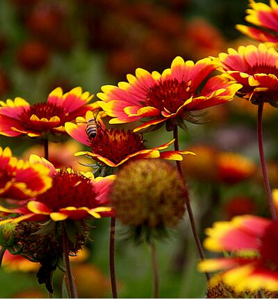 【天人菊怎么養】小細節你可知道?