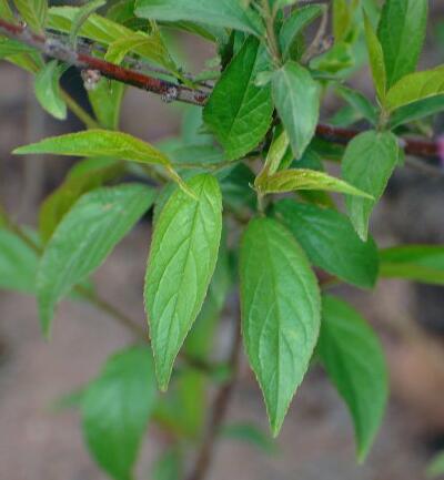 【郁李和麥李的區(qū)別】圖文對比
