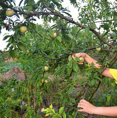 【郁李和麥李的區(qū)別】圖文對比