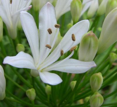 【百子蓮怎么養怎么越冬】專家告訴你