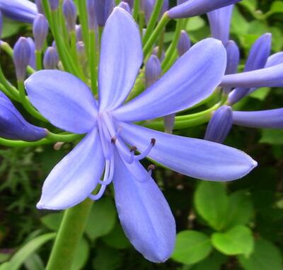 【百子蓮怎么養怎么越冬】專家告訴你