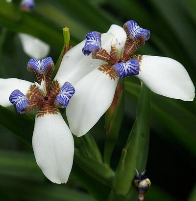 巴西鳶尾有毒為什么人們還是喜歡養？
