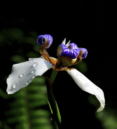 巴西鳶尾有毒為什么人們還是喜歡養？
