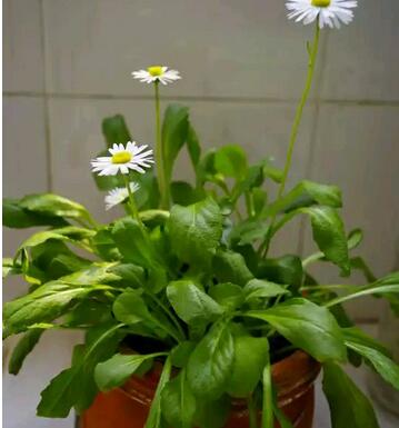 白晶菊和雛菊的區別？圖文對比一看就明了