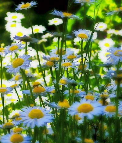 白晶菊和雛菊的區別？圖文對比一看就明了