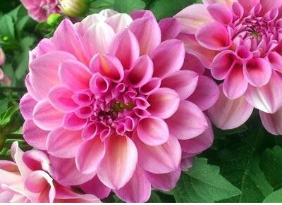 大麗花背叛之花！為什么？