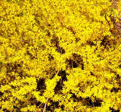 假連翹是連翹嗎？說說它們的區別！