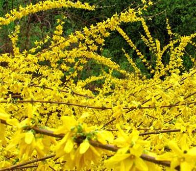 假連翹是連翹嗎？說說它們的區別！