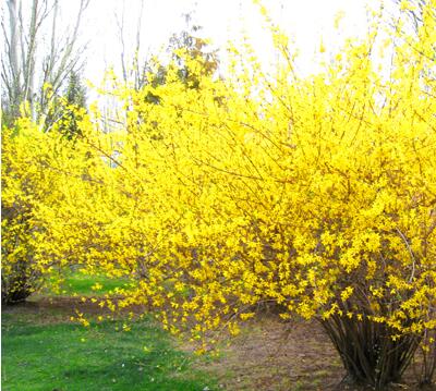 假連翹是連翹嗎？說說它們的區別！