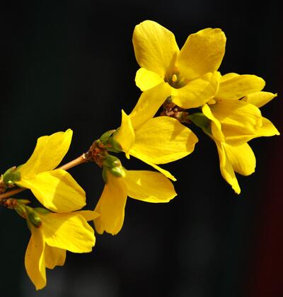 假連翹是連翹嗎？說說它們的區別！