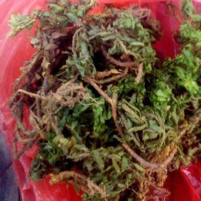 醉魚草如何醉魚？聽小編細細道來