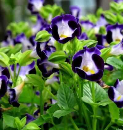 夏堇養殖方法越冬方法大全！