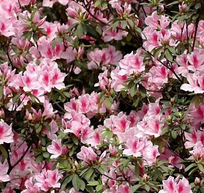 毛鵑“病了”怎么辦？專家解答！