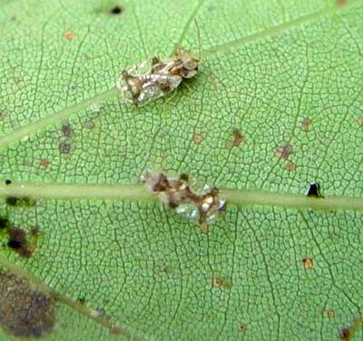 毛鵑“病了”怎么辦？專家解答！