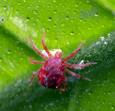 毛鵑“病了”怎么辦？專家解答！