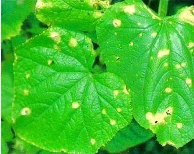 毛鵑“病了”怎么辦？專家解答！