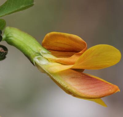 錦雞兒怎么養？你不知道的小細節！