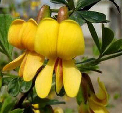 錦雞兒怎么養？你不知道的小細節！