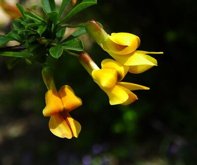 錦雞兒怎么養？你不知道的小細節！