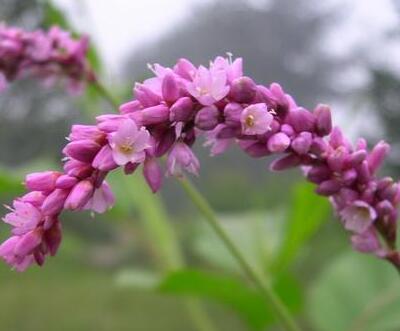 紅蓼水蓼傻傻分不清楚？小編教你怎么區(qū)別