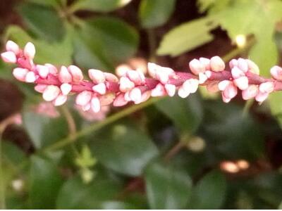 紅蓼水蓼傻傻分不清楚？小編教你怎么區(qū)別