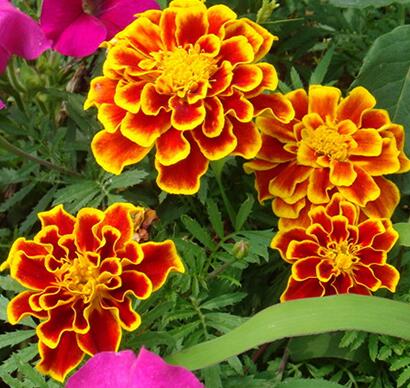  孔雀草的藥用價值你知道嗎？