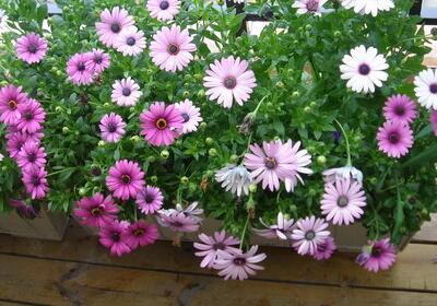 藍目菊越冬越夏小常識