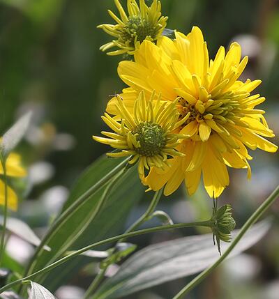 黑心菊和金光菊如何區分？小編教你！
