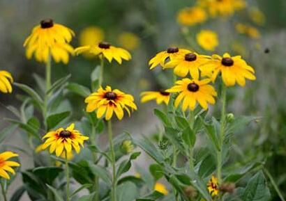 黑心菊和金光菊如何區分？小編教你！