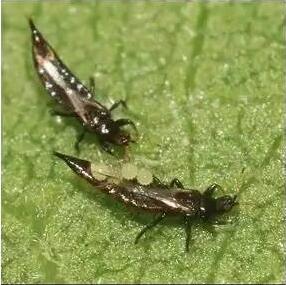 狗牙花生病了怎么辦？