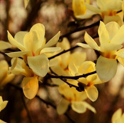 玉蘭花語大全，玉蘭的故事你知道嗎？