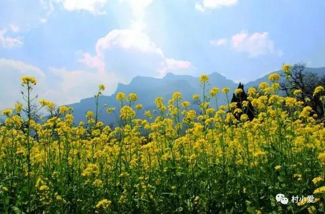 16x16m二層歐式小別墅方案圖，大落地窗+挑空客廳